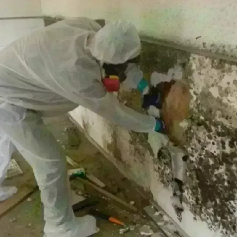 Mold Remediation and Removal in Curry County, NM